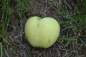Preview: Apfel: Weißer Klarapfel