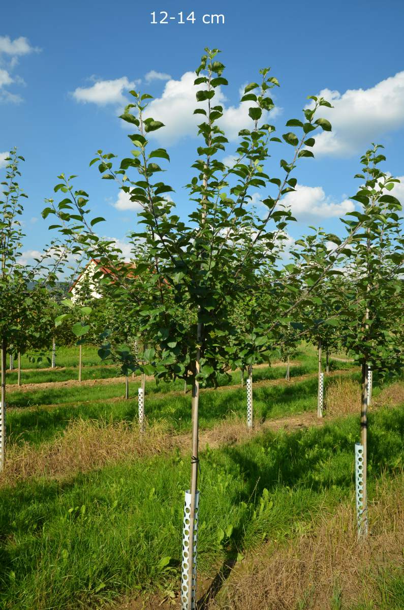 Apfel: Hessische Tiefenblüte