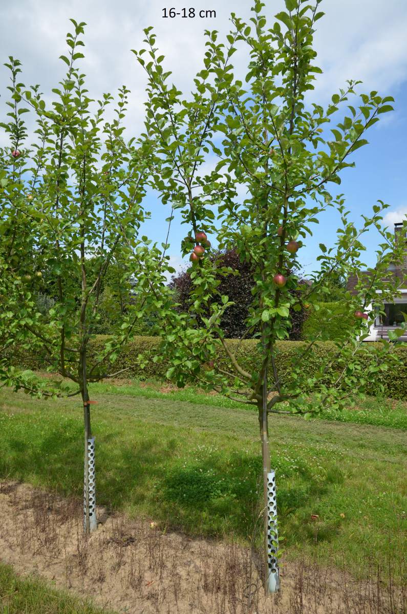 Apfel: Hessische Tiefenblüte