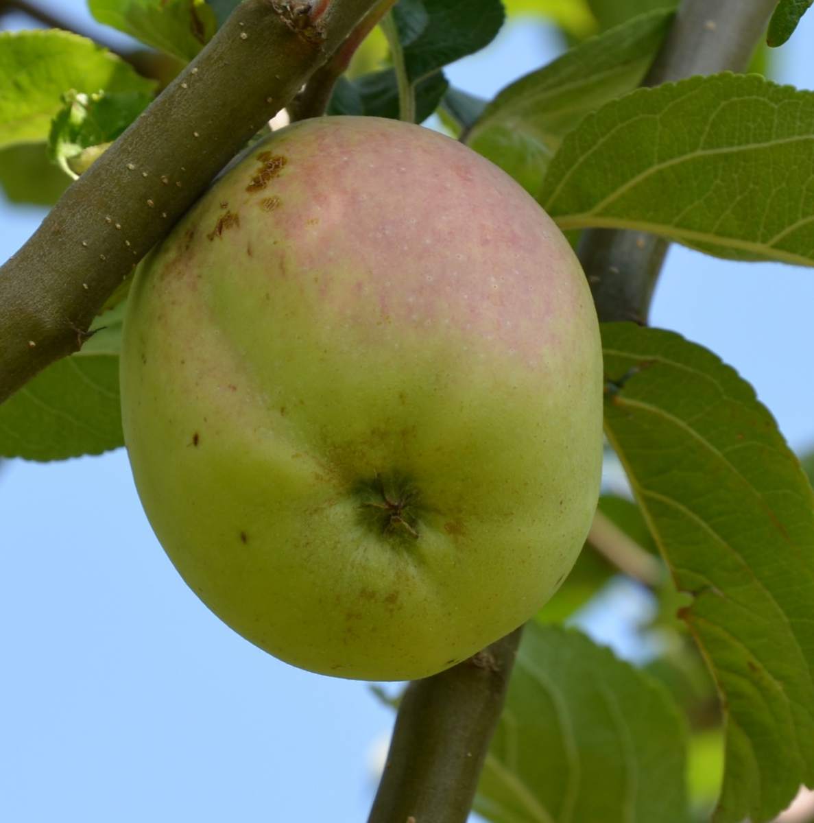 Apfel: Prinzenapfel