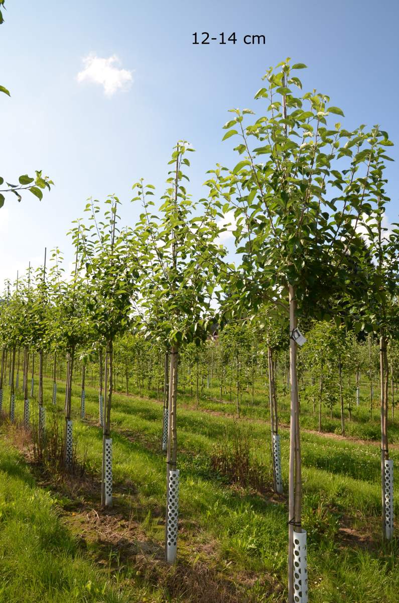 Apfel: Finkenwerder Herbstprinzenapfel