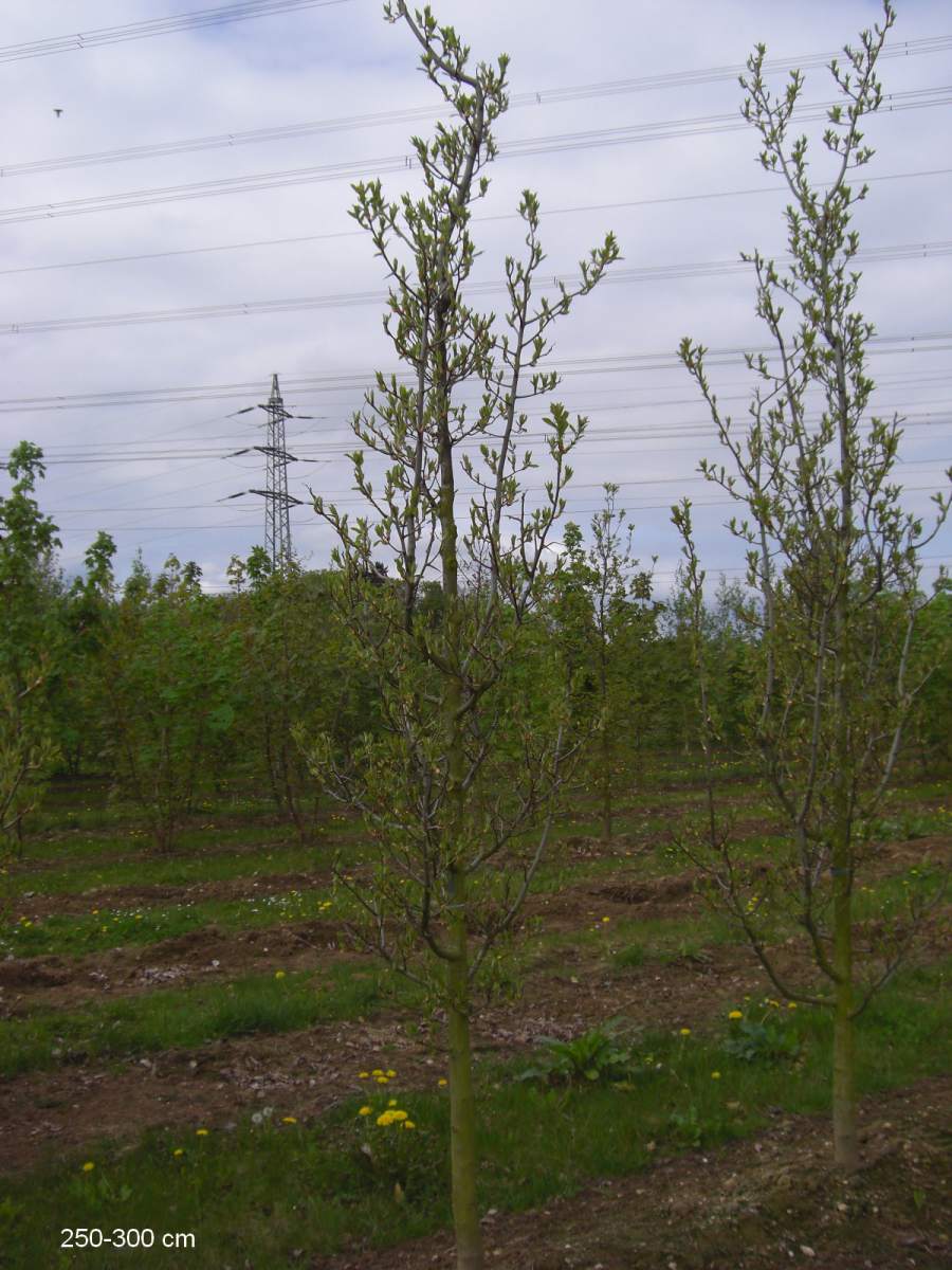 Apfeldorn Baum als guter Sichtschutz kaufen und liefern lassen