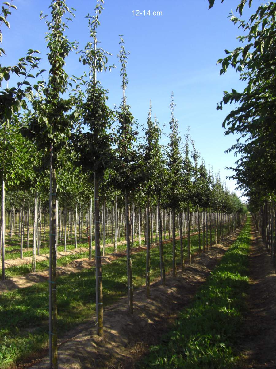 kleinkronigen Baum kaufen und direkt ins Pflanzloch