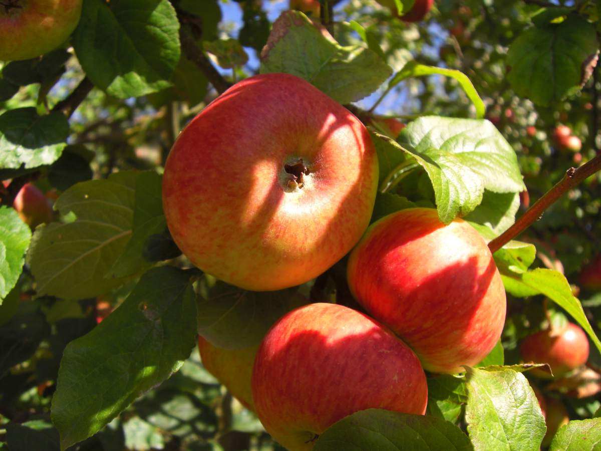 Apfel: Geheimrat Dr. Oldenburg