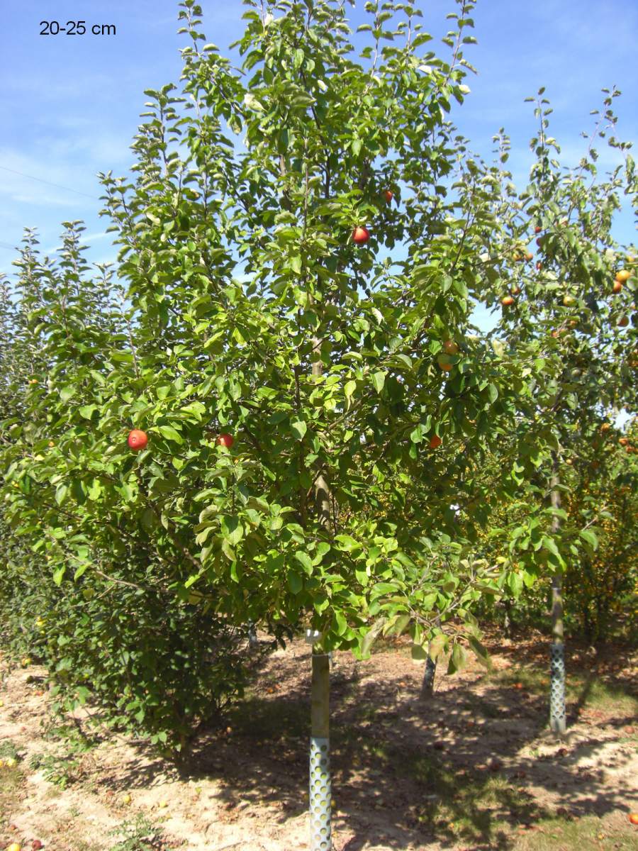 Apfel: Geheimrat Dr. Oldenburg