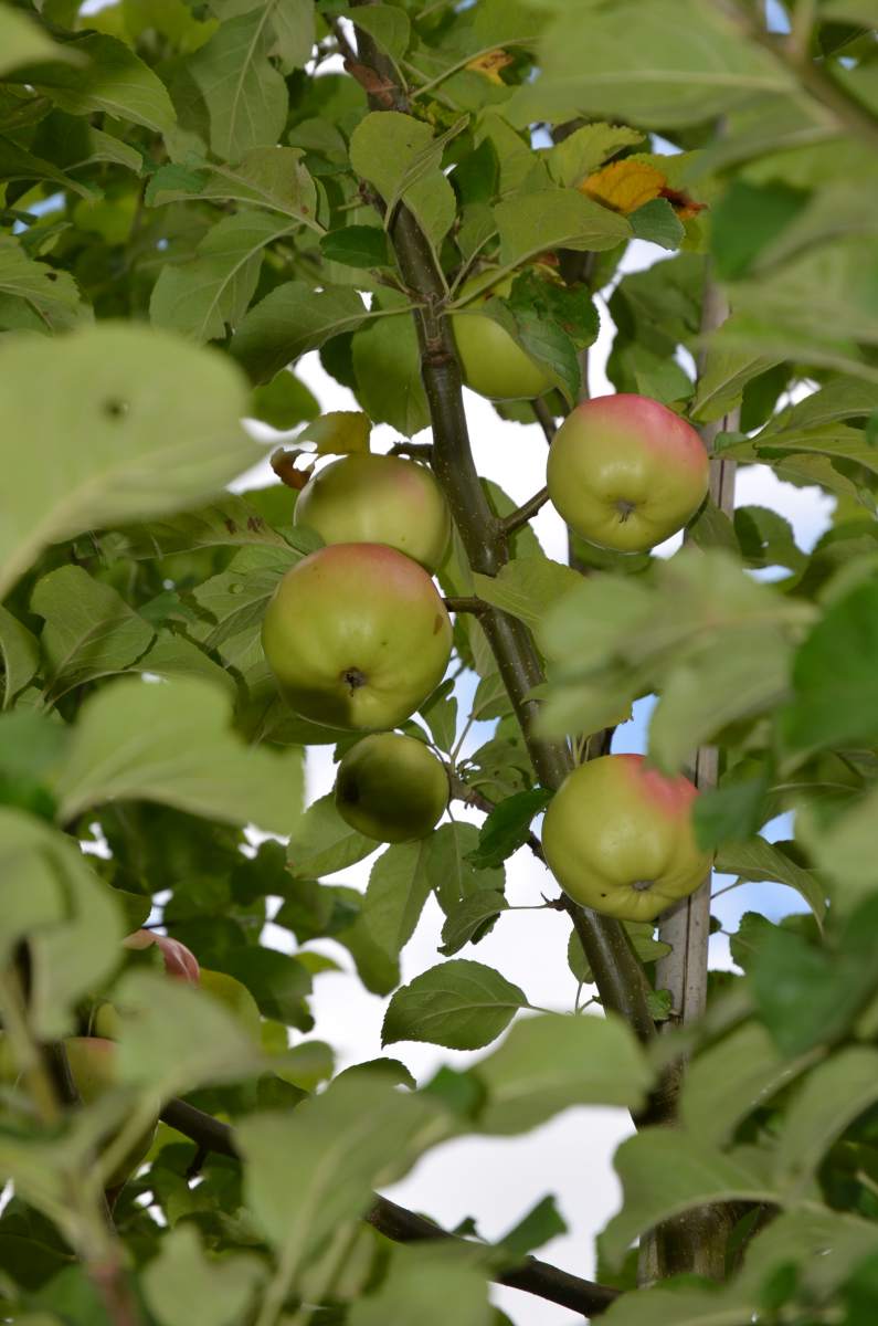 Apfel: Landsberger Renette