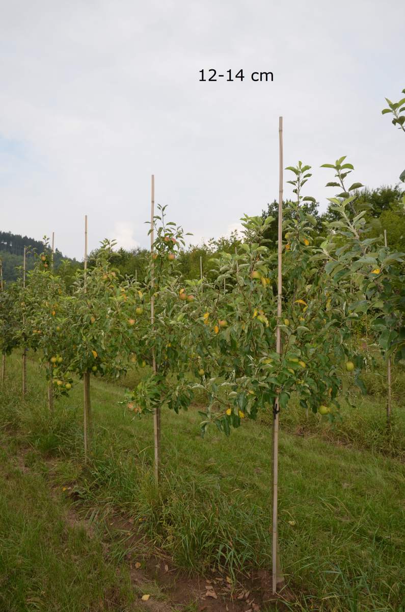 schmale Apfelbaum Gärten Kinderapfel, kleiner für