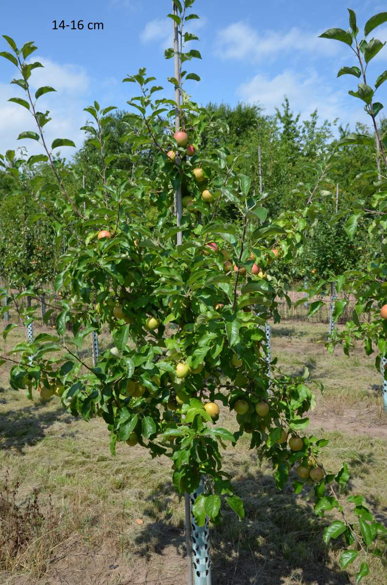 Kinderapfel, kleiner Apfelbaum für Gärten schmale
