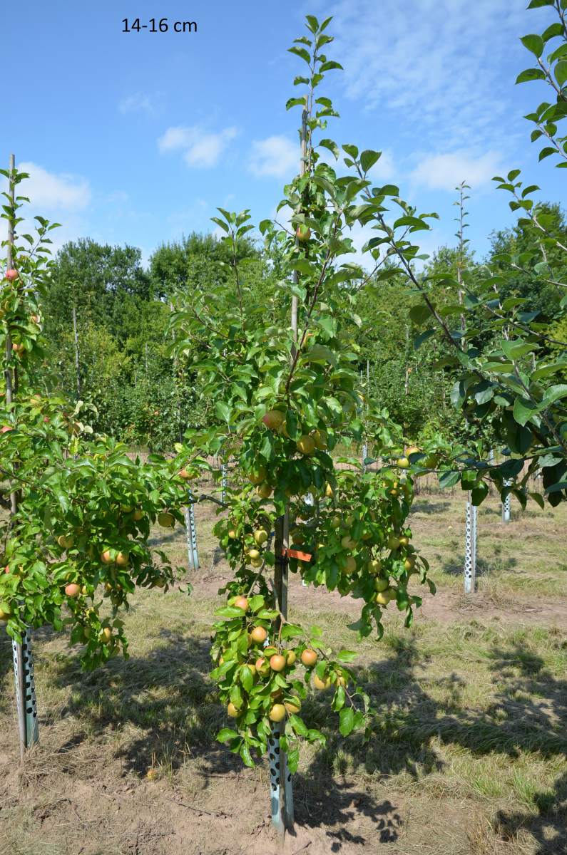 Kinderapfel, kleiner Apfelbaum Gärten schmale für