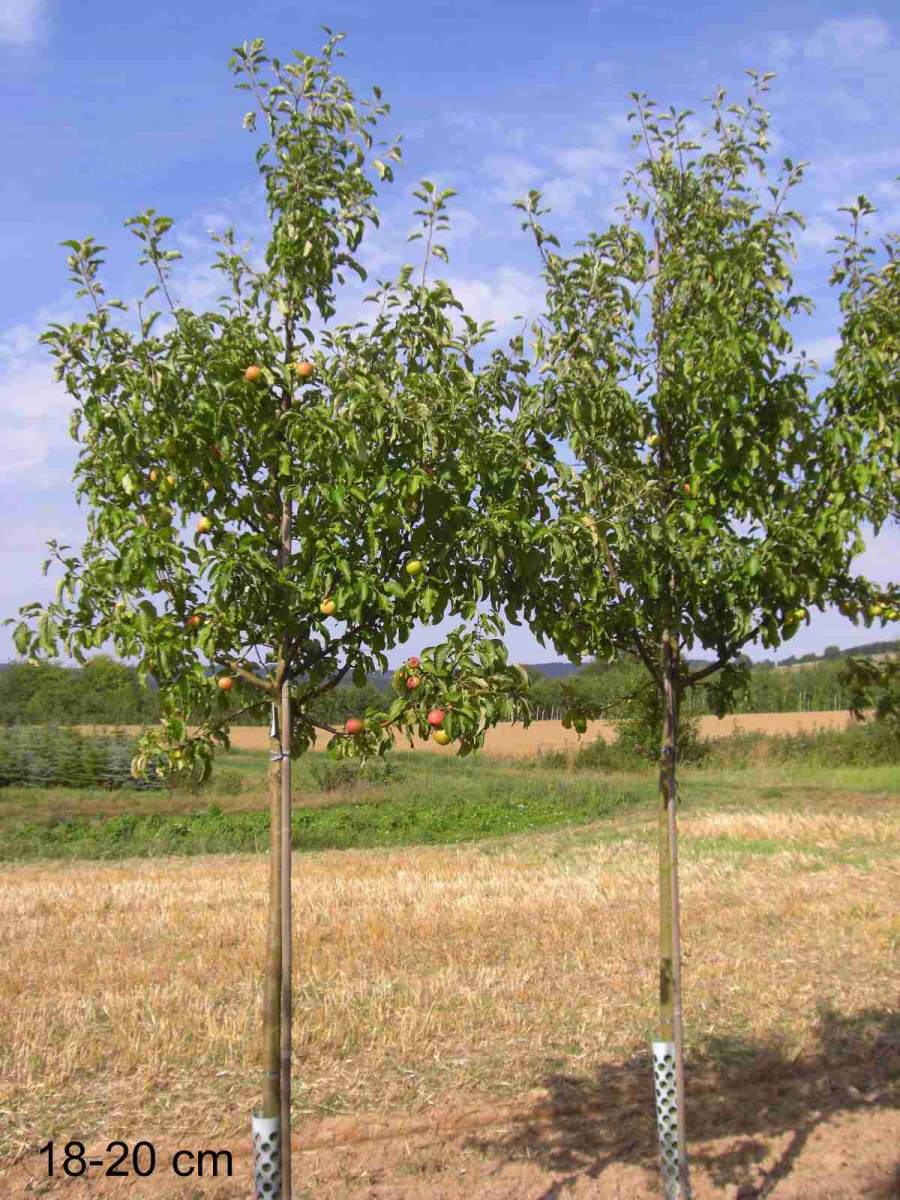 Kinderapfel, kleiner Apfelbaum schmale Gärten für