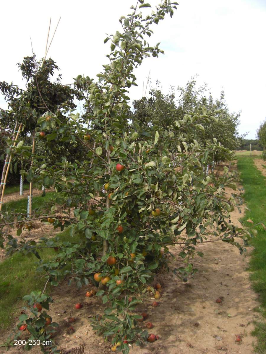 Apfelbaum Roter Boskoop großer Baum kaufen