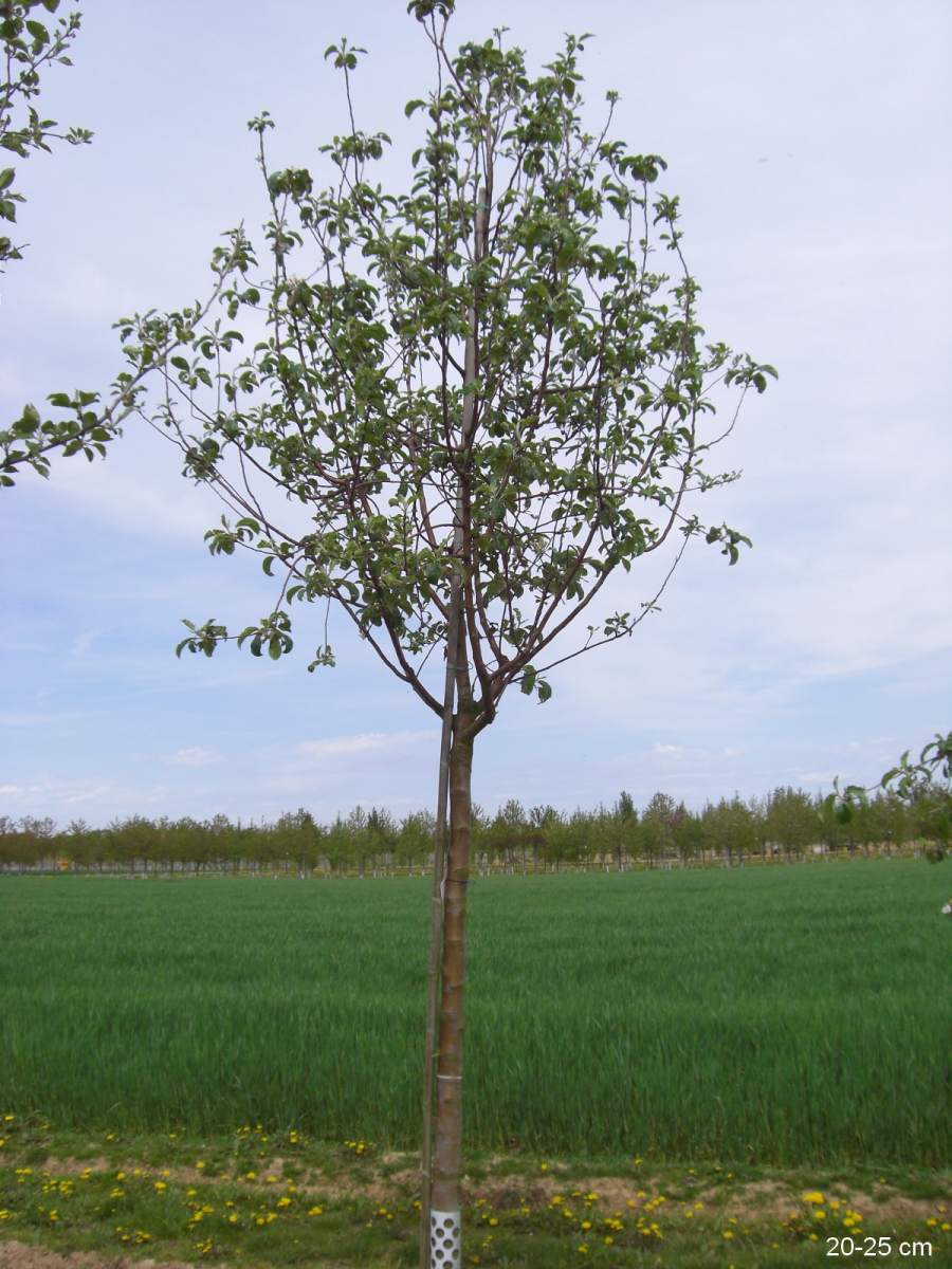 Apfel: Weißer Winterglockenapfel