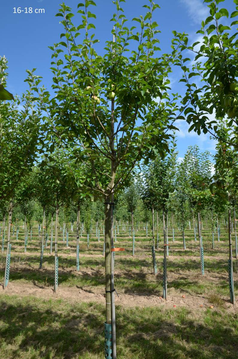 Apfel: Weißer Winterglockenapfel