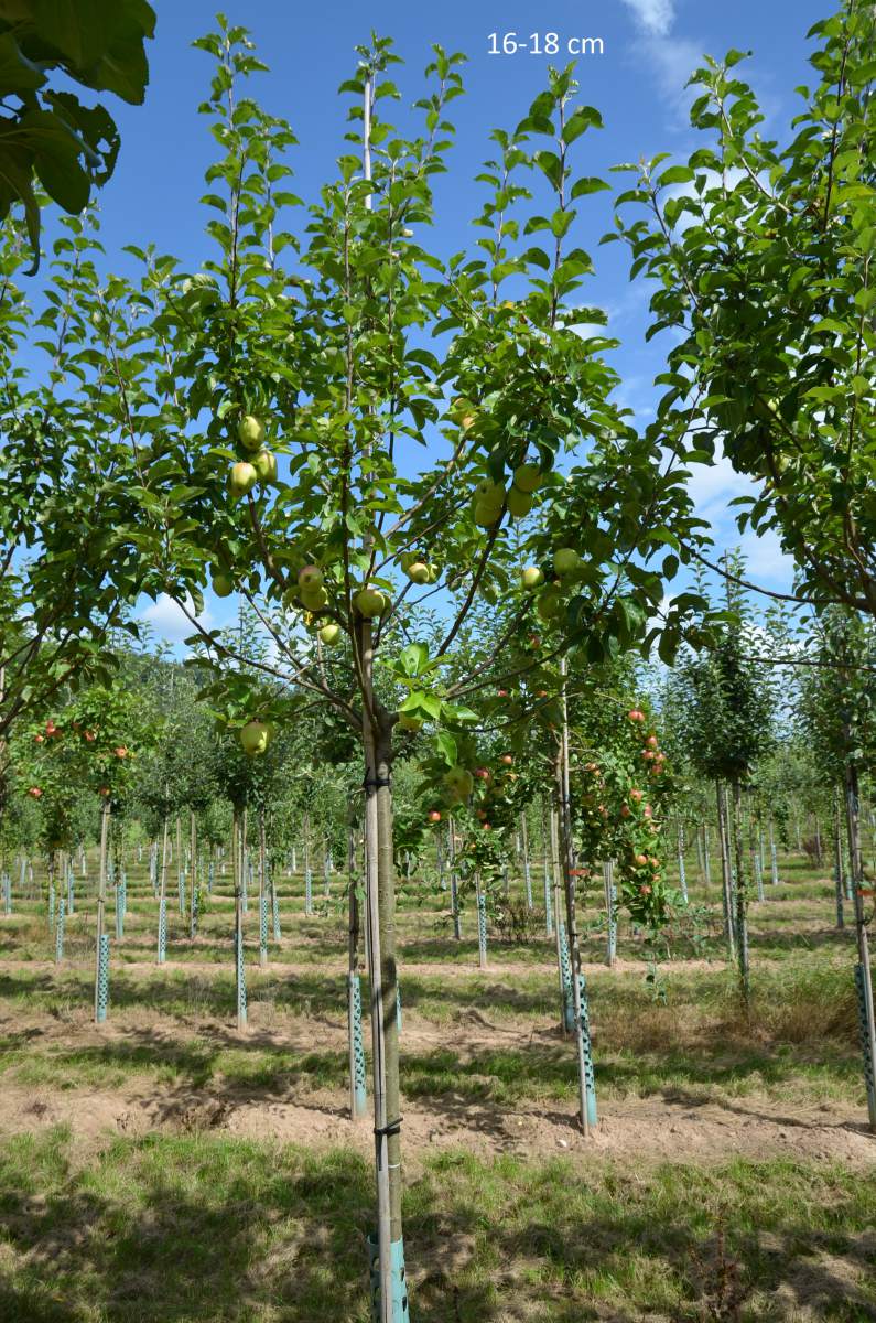 Apfel: Weißer Winterglockenapfel