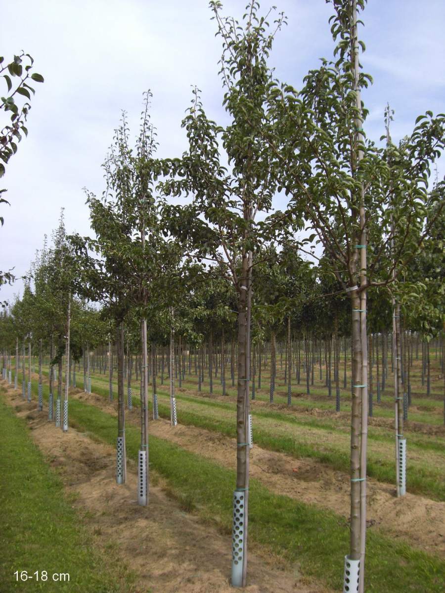 Birne ausgewachsenen Köstliche aus als Charneux pflanzen Baum