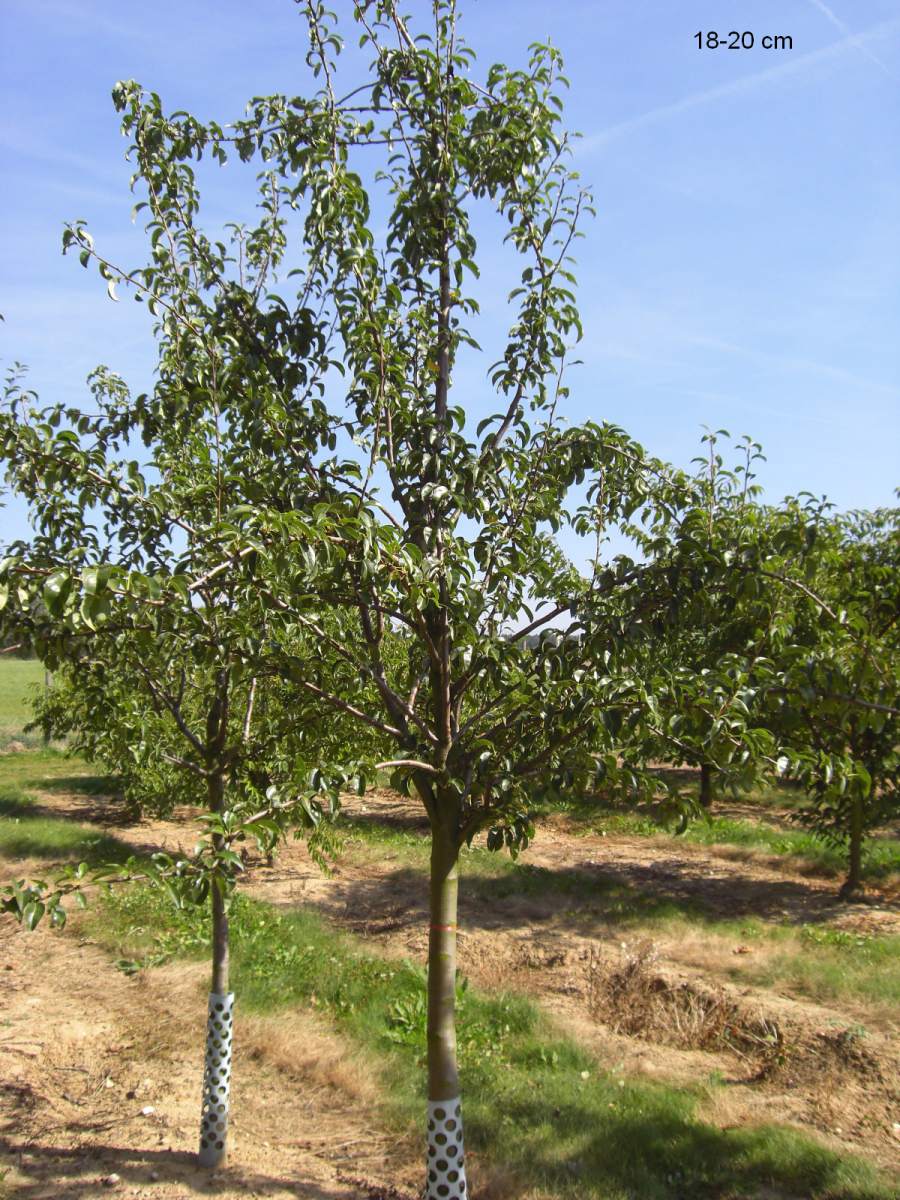 Baum Köstliche Birne pflanzen als ausgewachsenen aus Charneux
