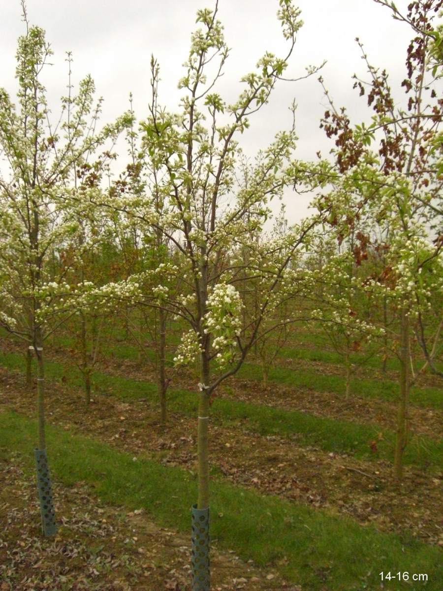 Birne Köstliche aus Charneux als ausgewachsenen Baum pflanzen