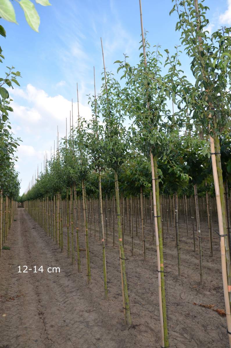 Charneux pflanzen Birne ausgewachsenen Köstliche als aus Baum
