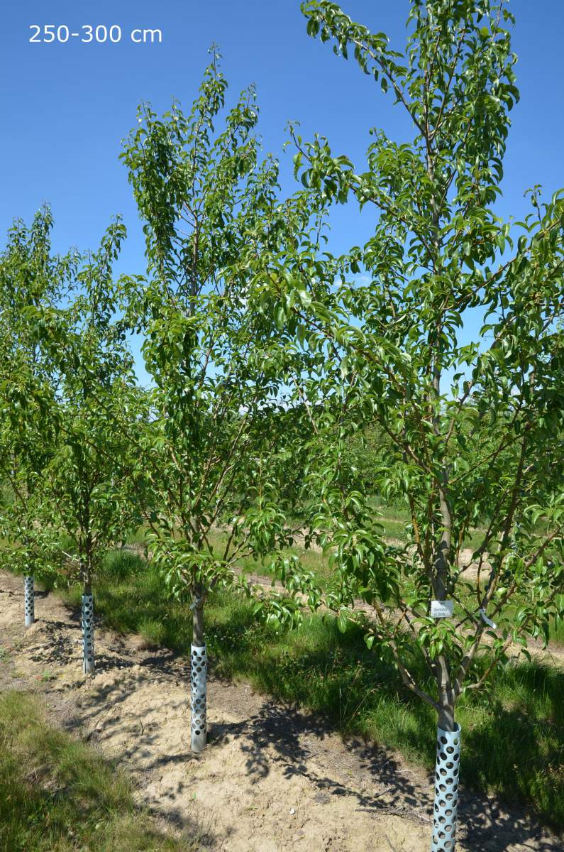 aus Köstliche Charneux ausgewachsenen pflanzen Baum Birne als