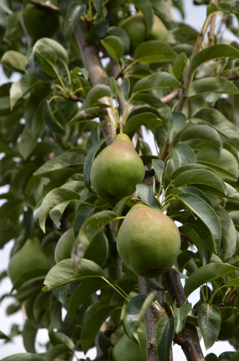 pflanzen als Birne Köstliche ausgewachsenen Baum aus Charneux
