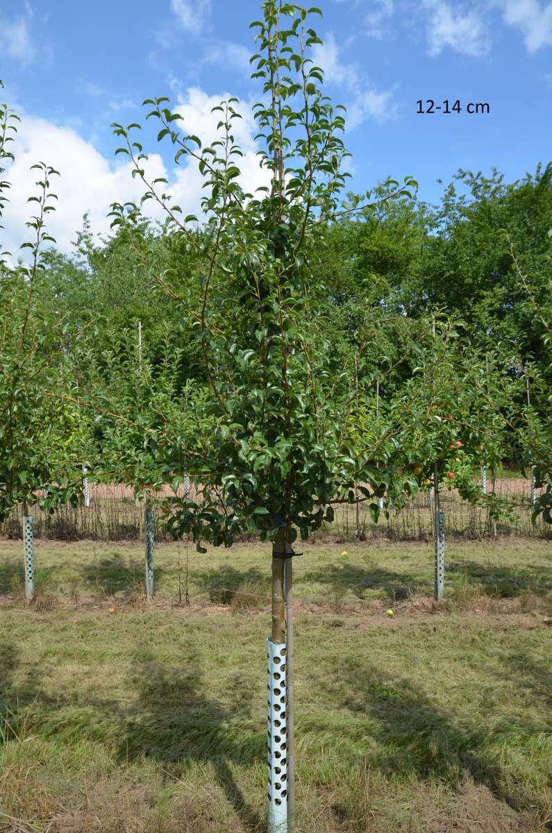 pflanzen Charneux Birne ausgewachsenen Baum Köstliche als aus