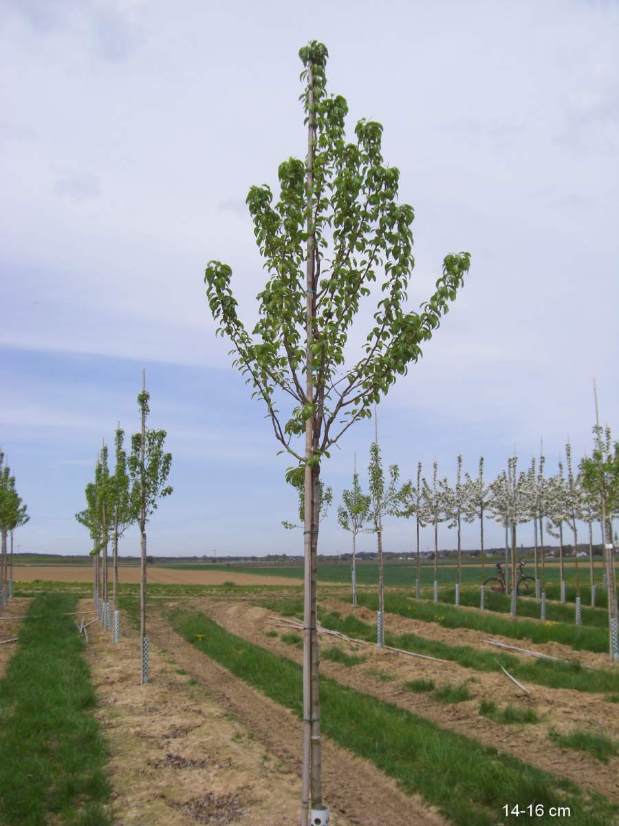 Birne Köstliche aus pflanzen ausgewachsenen als Charneux Baum