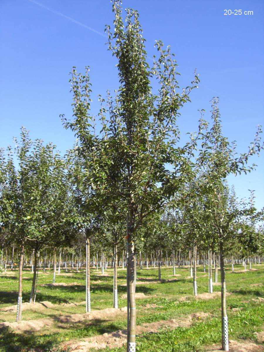 Birne Köstliche aus Charneux pflanzen Baum ausgewachsenen als