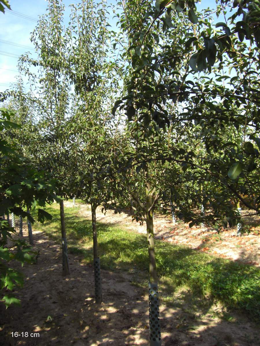 Birne Köstliche aus Baum ausgewachsenen pflanzen Charneux als