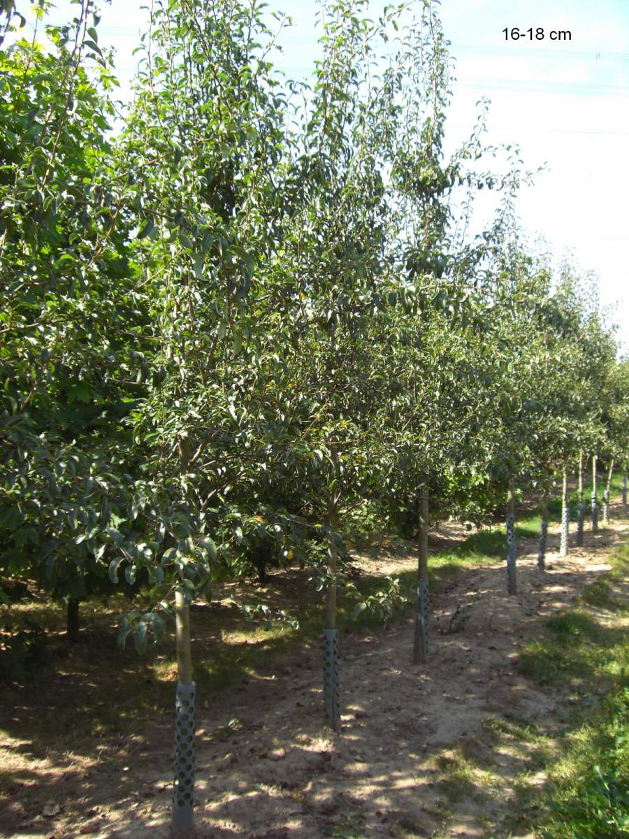 aus Köstliche Baum als pflanzen Charneux ausgewachsenen Birne