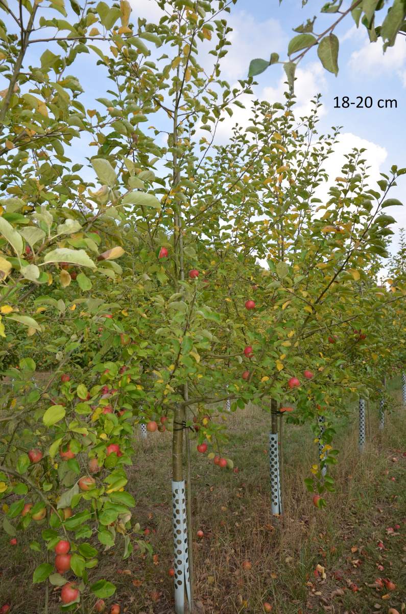 Apfel: Geheimrat Dr. Oldenburg