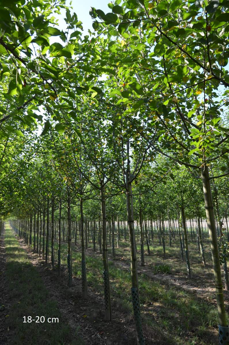 Apfel: Hessische Tiefenblüte