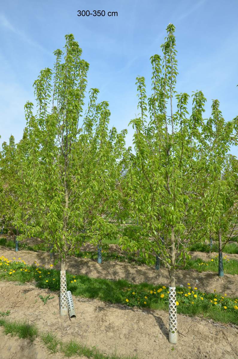 Köstliche Baum Charneux Birne ausgewachsenen als aus pflanzen