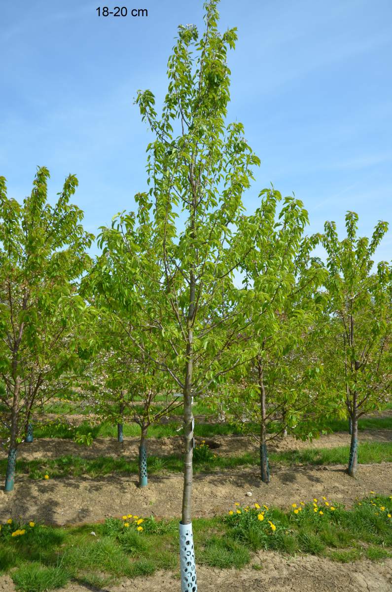 Birne aus ausgewachsenen Charneux Köstliche Baum pflanzen als