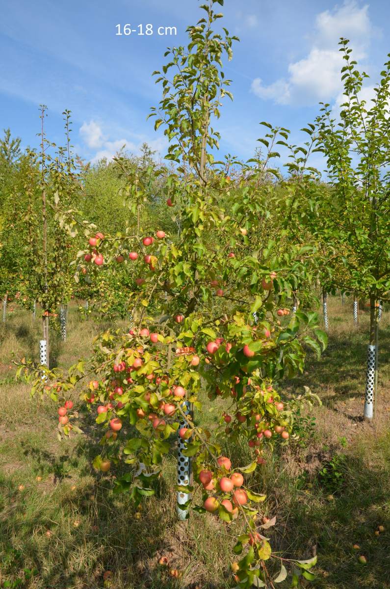 Gärten Kinderapfel, schmale Apfelbaum für kleiner