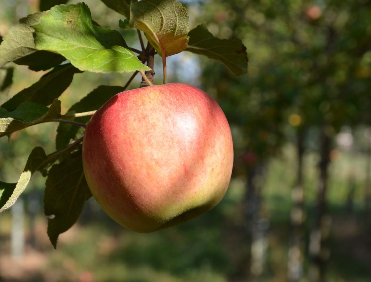 Apfel: Prinz Albrecht von Preußen