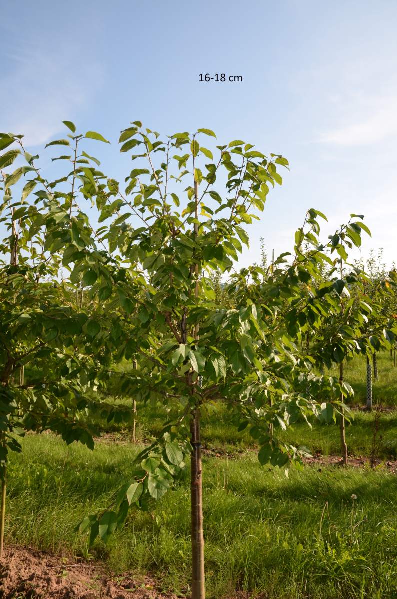 selbstfruchtbare Süßkirsche Stella kaufen, großen Kirschbaum liefern lassen