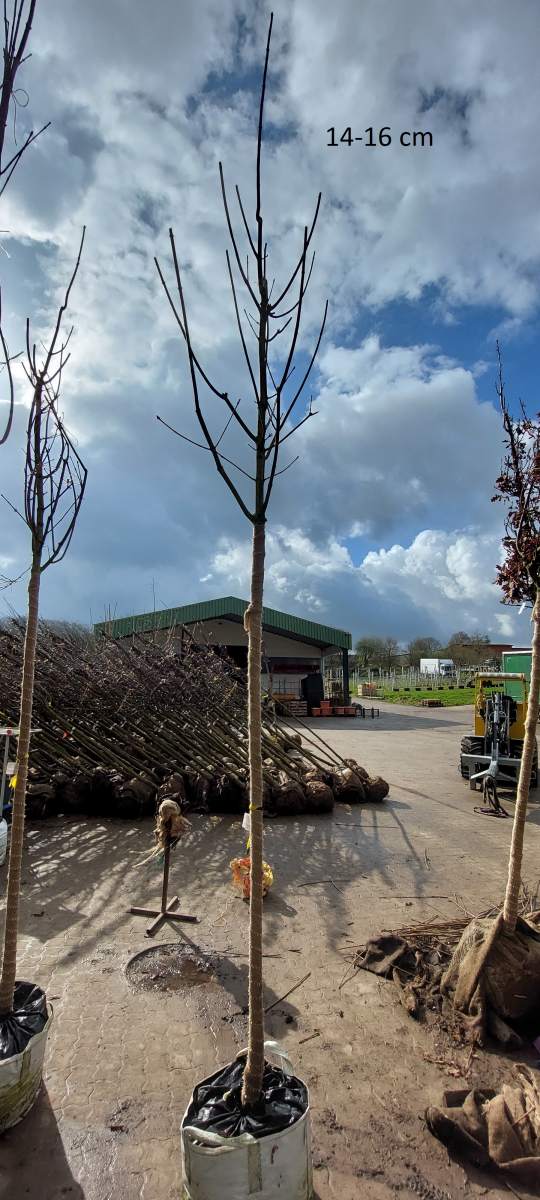 Bienenbaum/Honigesche