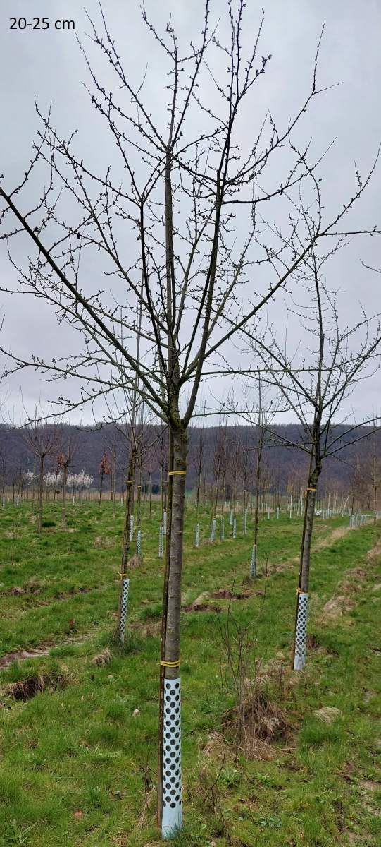 Zwetschge: Wangenheims Frühe