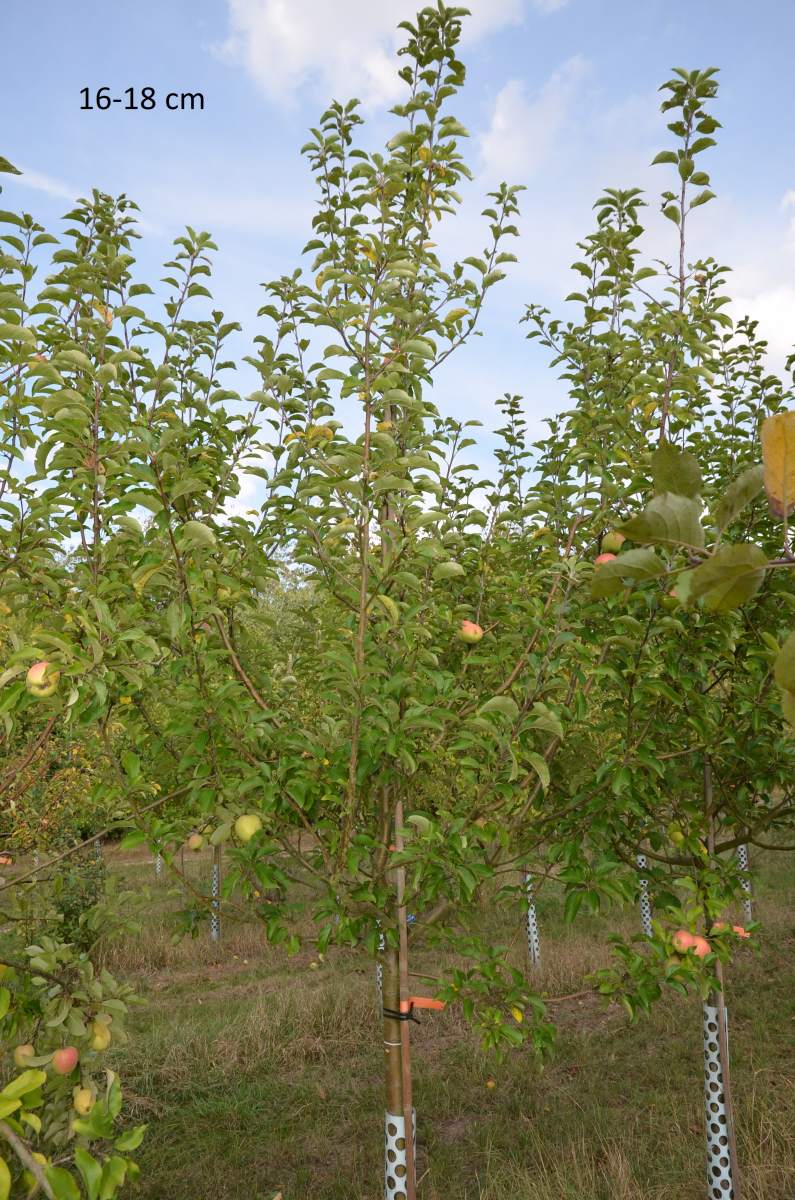 Apfel: Weißer Winterglockenapfel