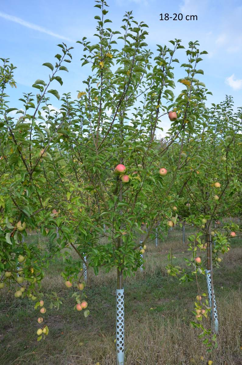 Apfel: Weißer Winterglockenapfel