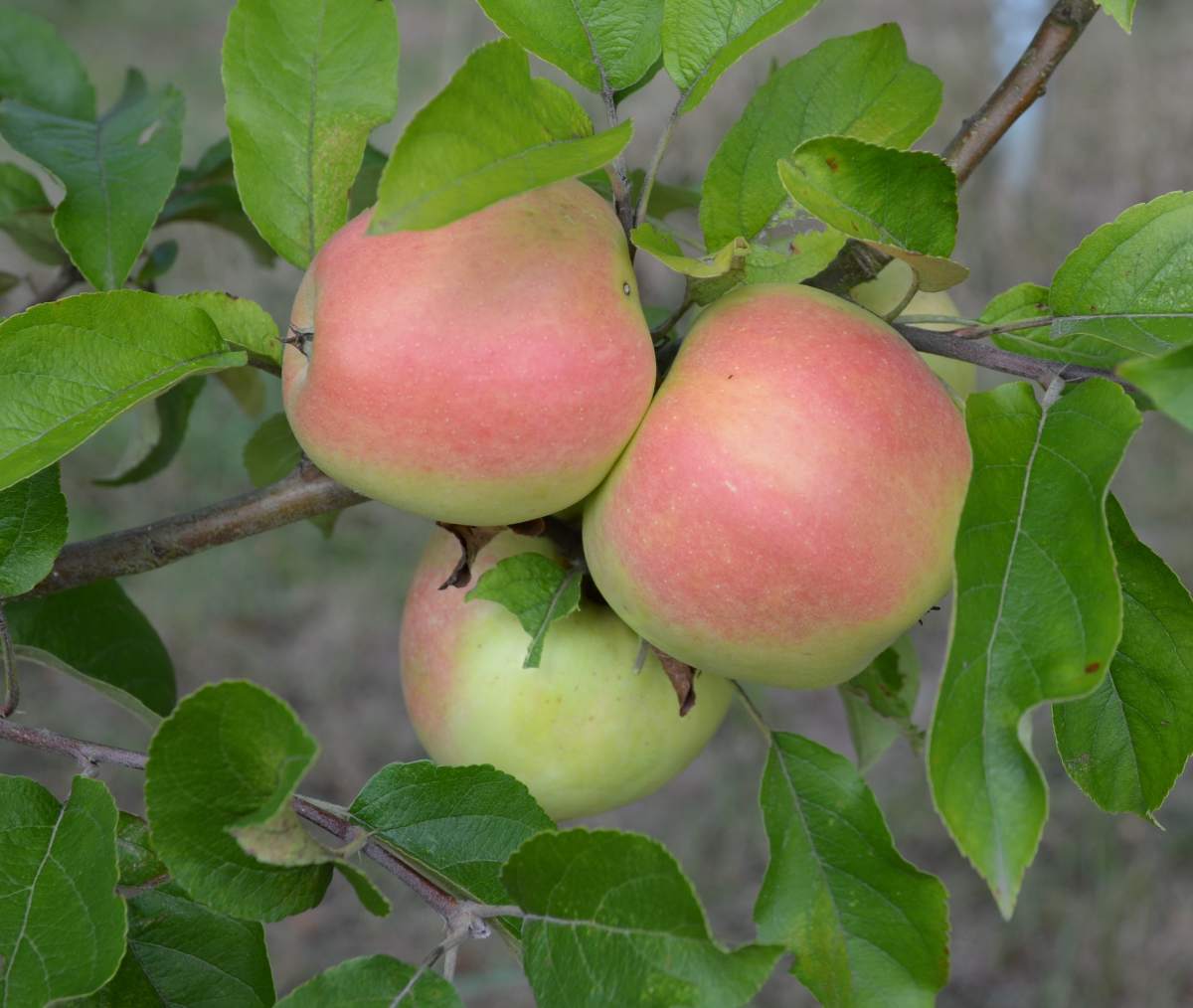 Apfel: Weißer Winterglockenapfel