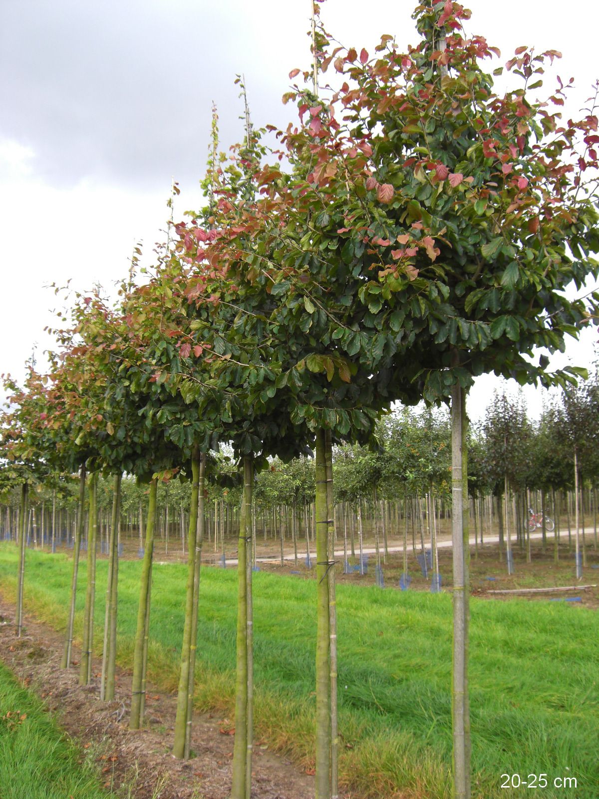 schöner Kleinbaum mit Herbstfärbung Eisenholzbaum Versand