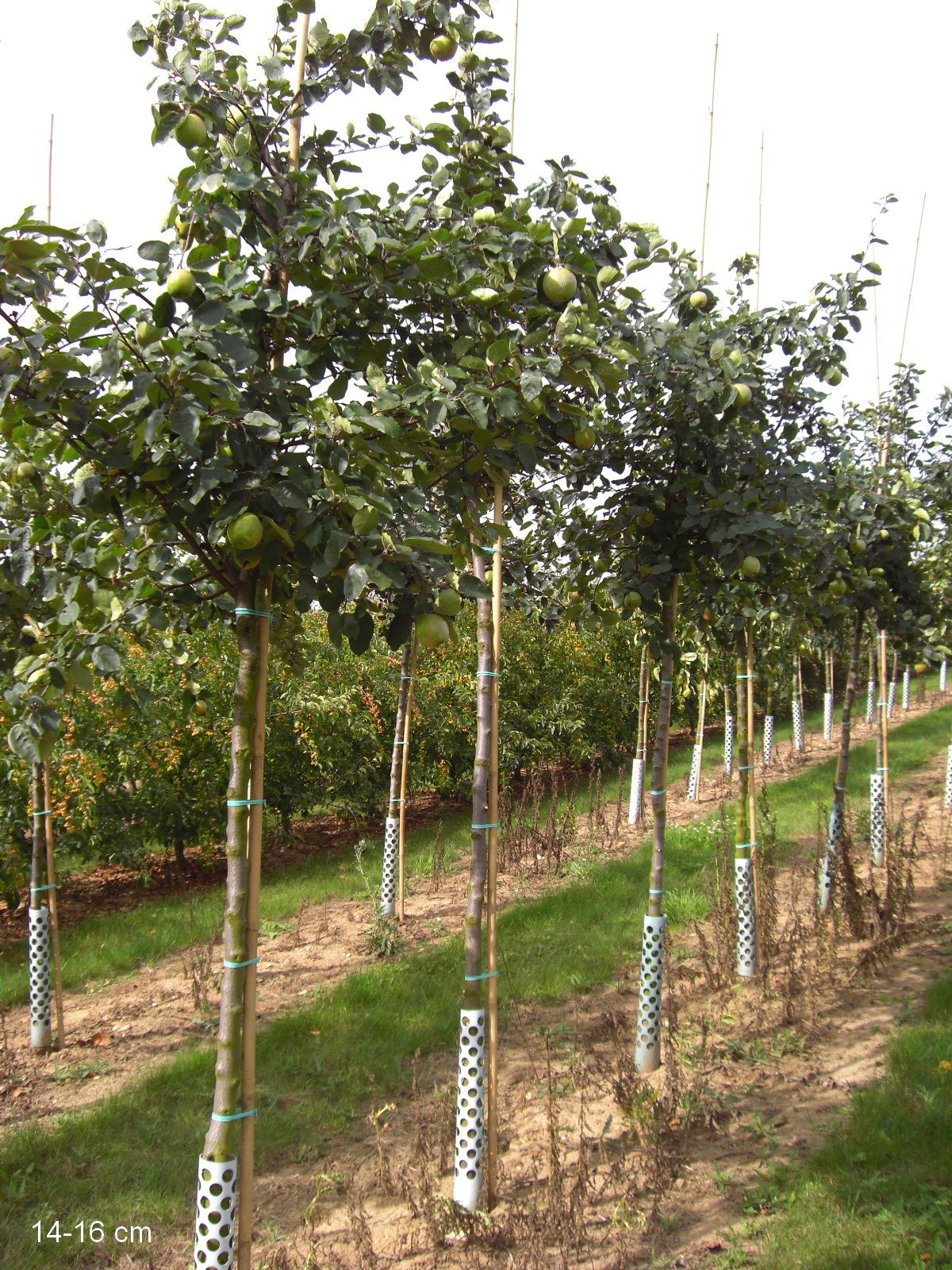 Baum Konstantinopler großer kaufen Apfelquitte