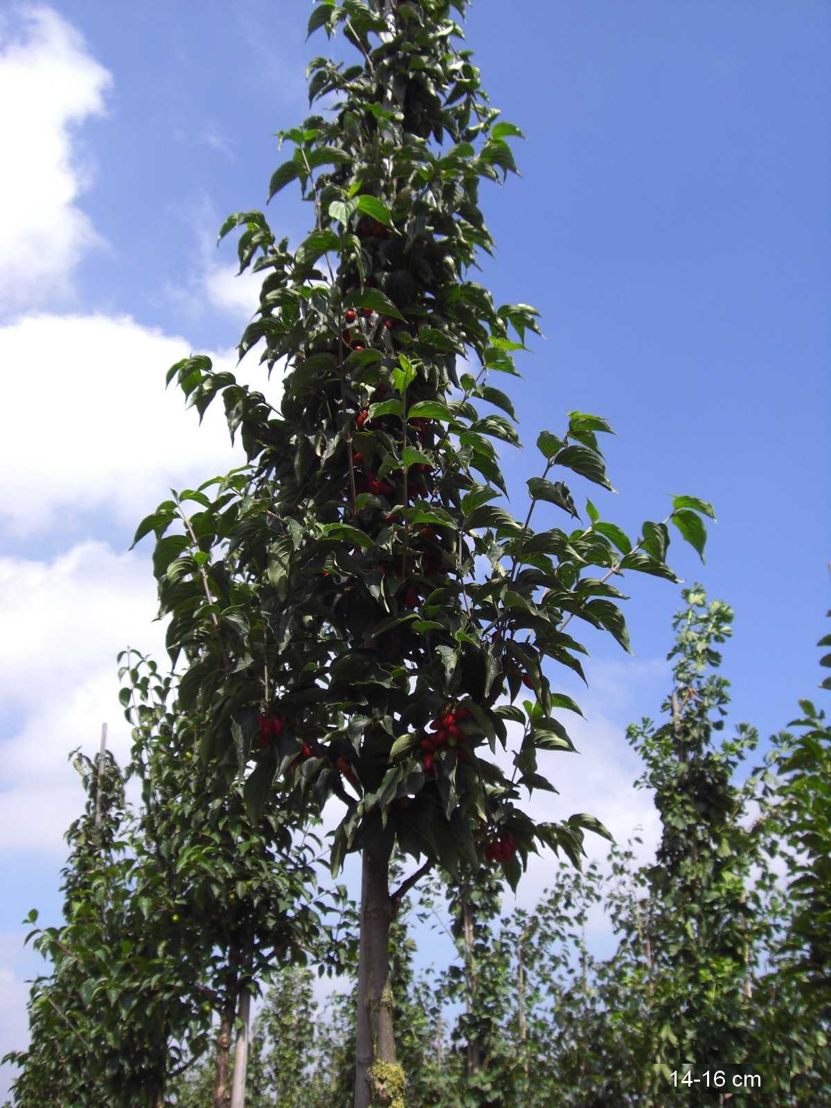 kleinkronigen Baum kaufen und direkt ins Pflanzloch