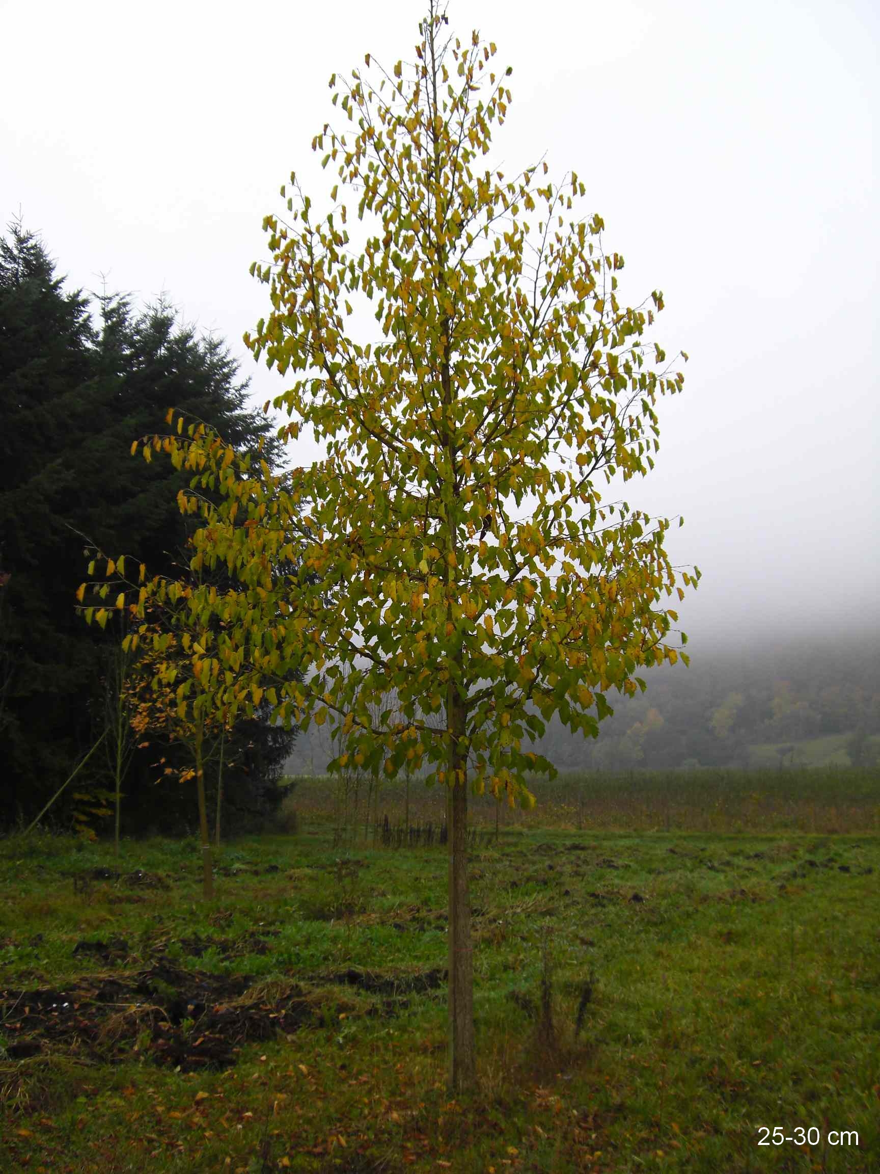 Sauerkirsche Baum