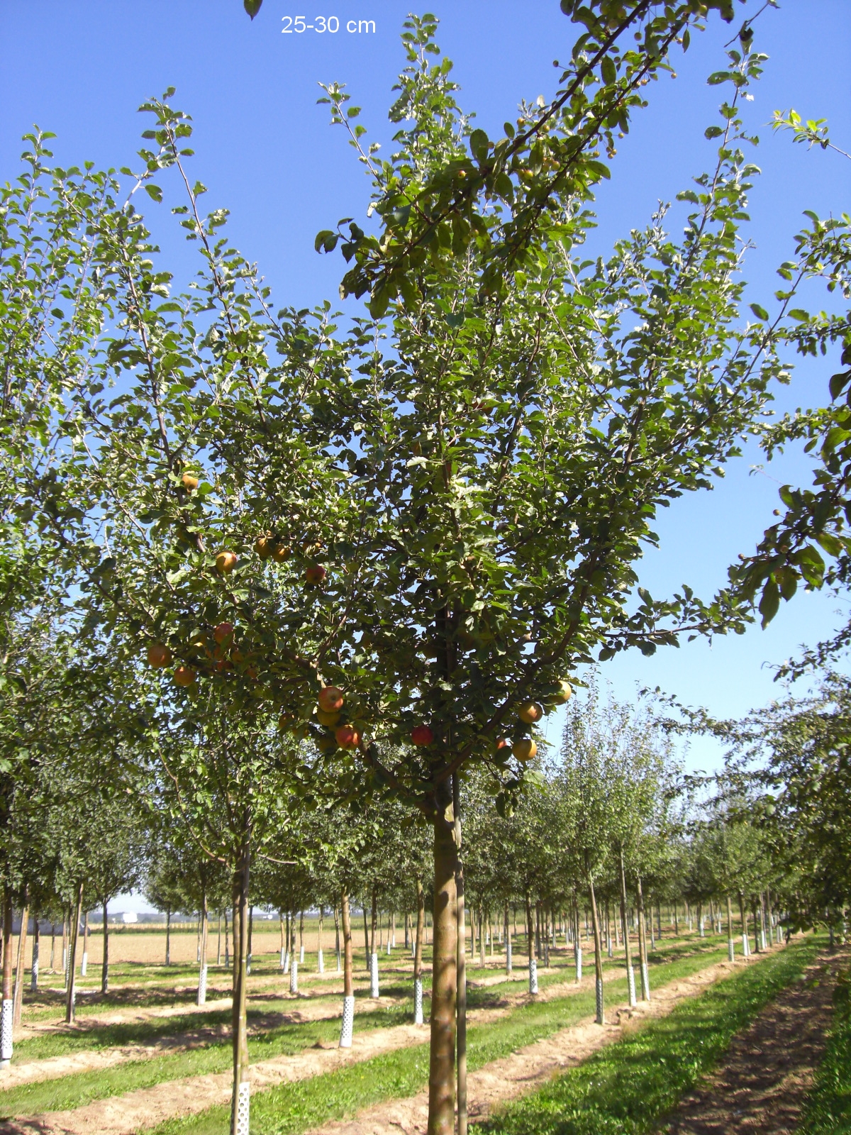 Baum Boskoop Apfelbaum Roter kaufen großer