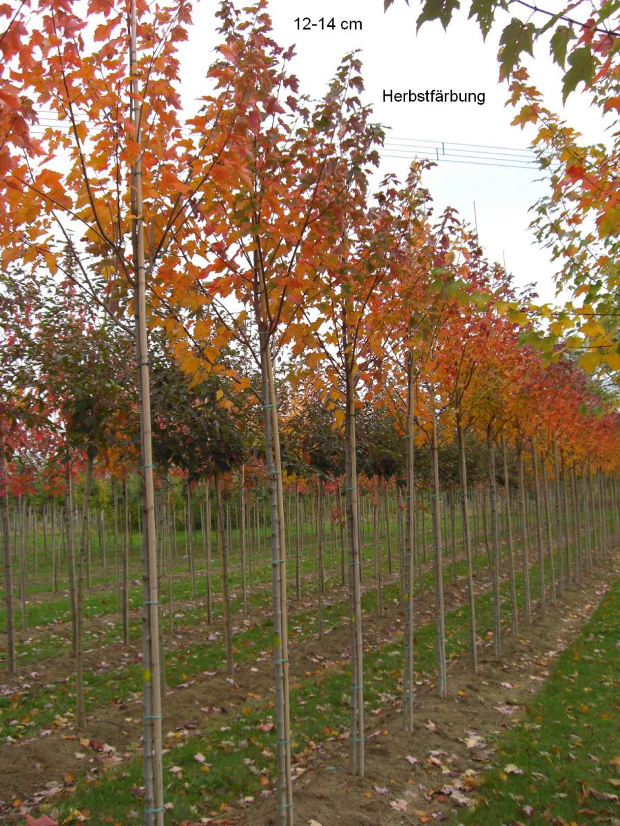 Großen Baum Kaufen