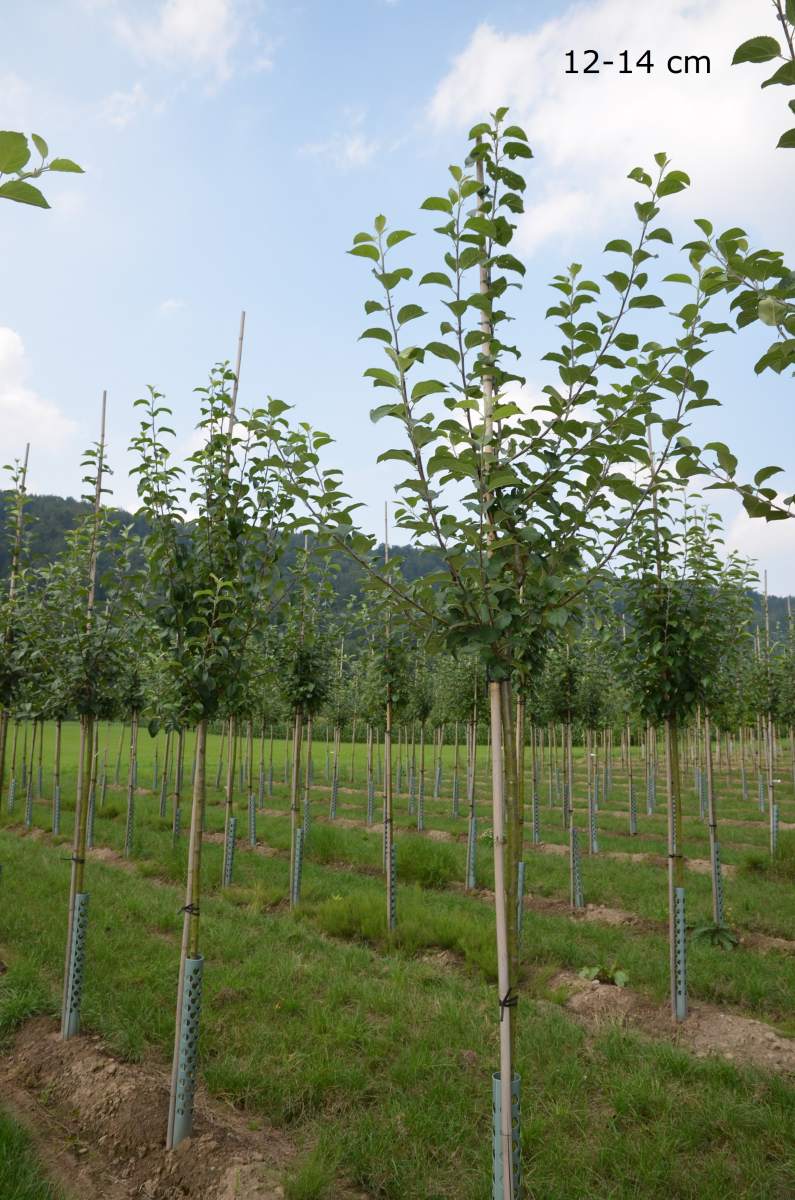 Apfel: Hessische Tiefenblüte