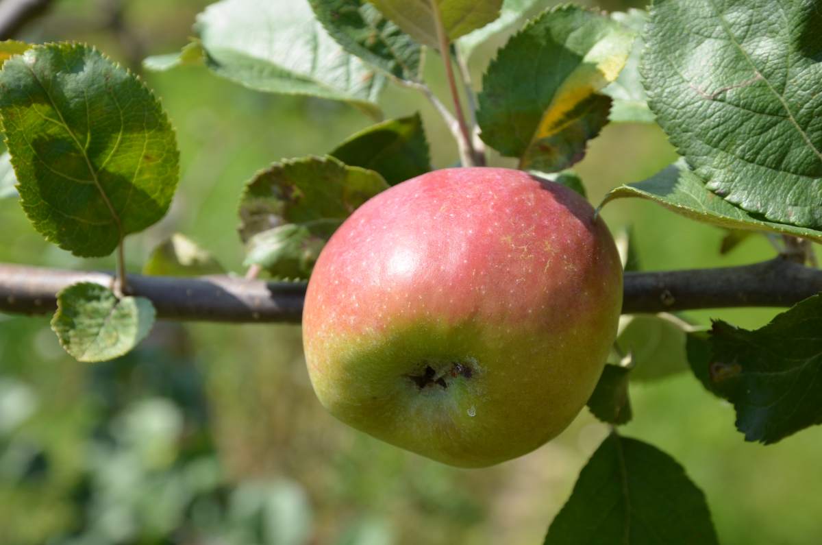 Apfel: Hessische Tiefenblüte