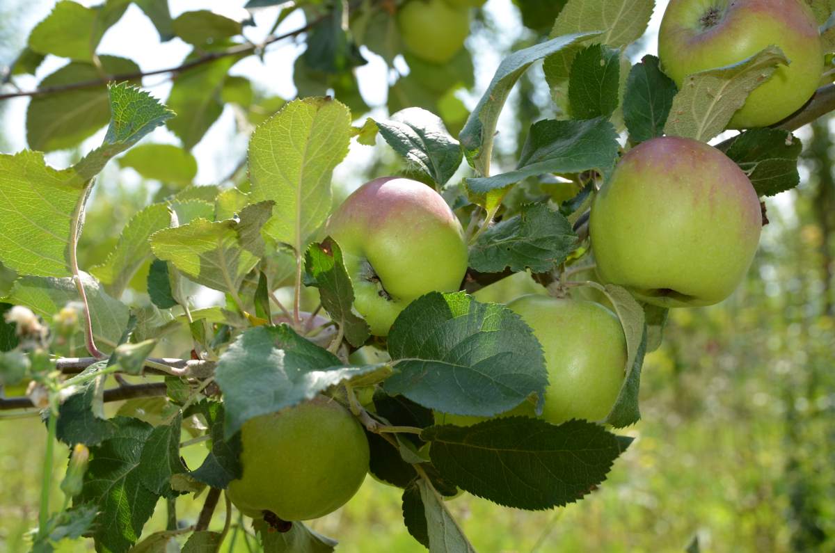 Apfel: Hessische Tiefenblüte